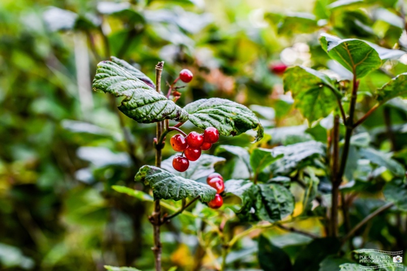 Beach Lake Highbush Cranberries