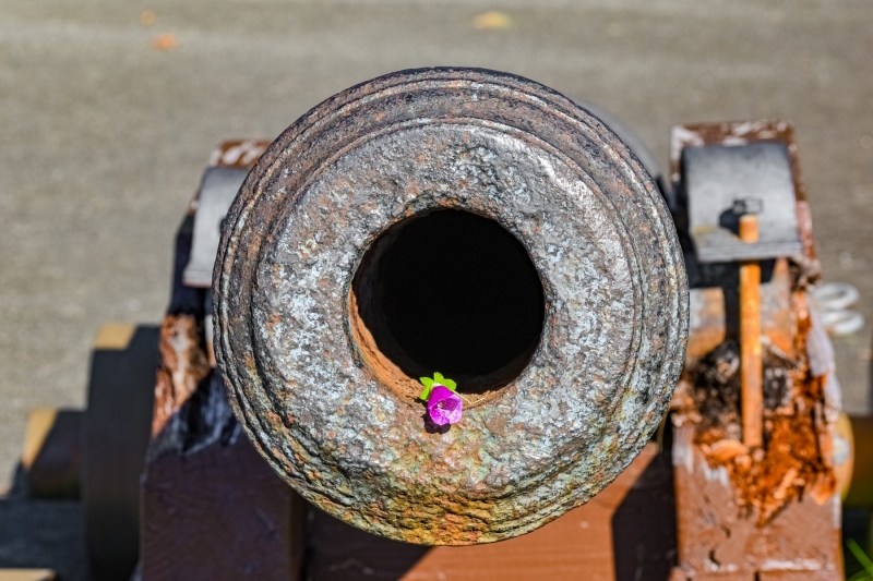 Flowers-and-Cannons-Sitka