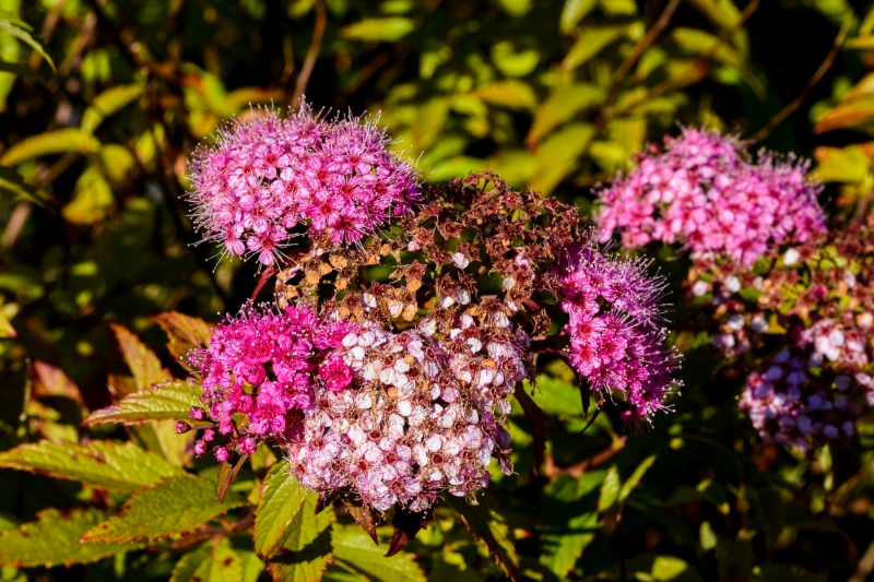 Flowers-in-Sitka-6