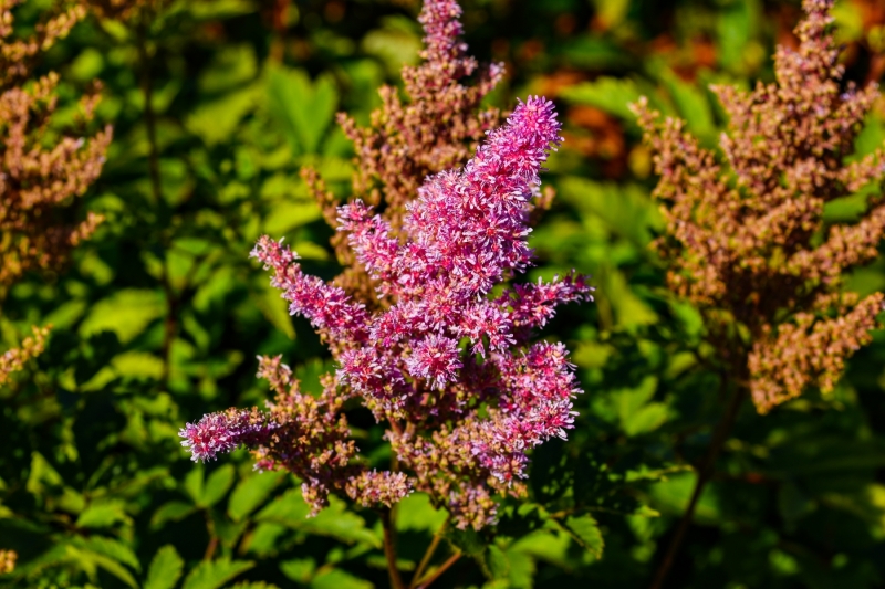Flowers-in-Sitka-9