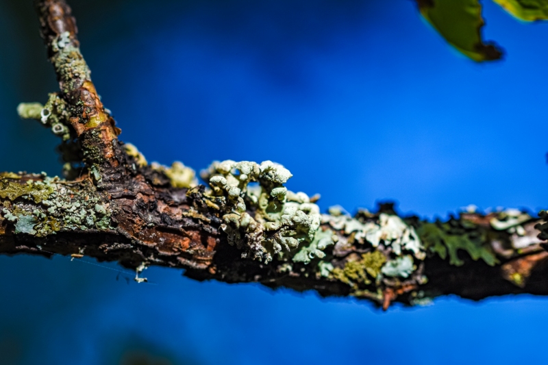 Fungus-Growing-on-Branch-Sitka